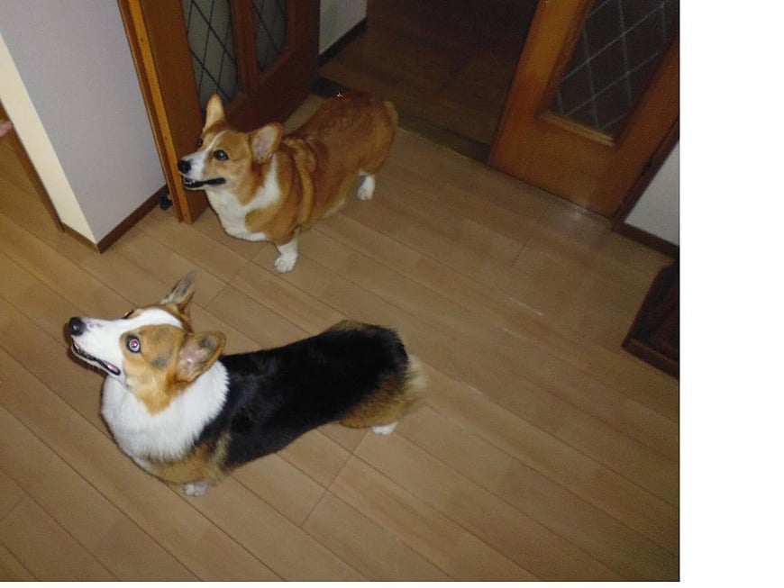 ワンちゃんたちもうれしそうです。 